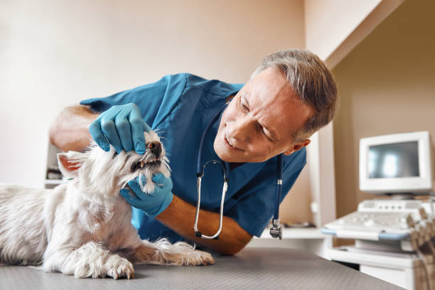 Best Emergency X-Rays and Diagnostics in Longview, TX